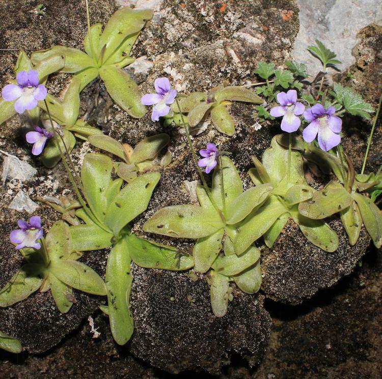 Los botánicos hallan siete nuevas especies endémicas