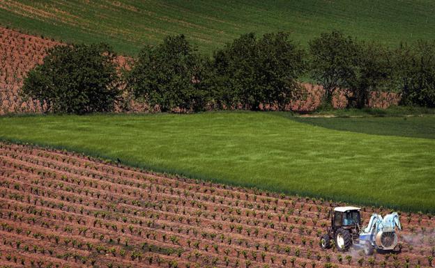 Bankia financió a más de 500 empresas del sector agro en La Rioja en 2020