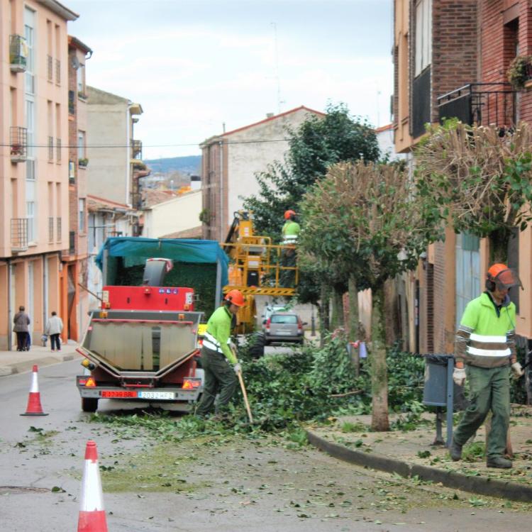 El arbolado de Nájera se prepara para la primavera