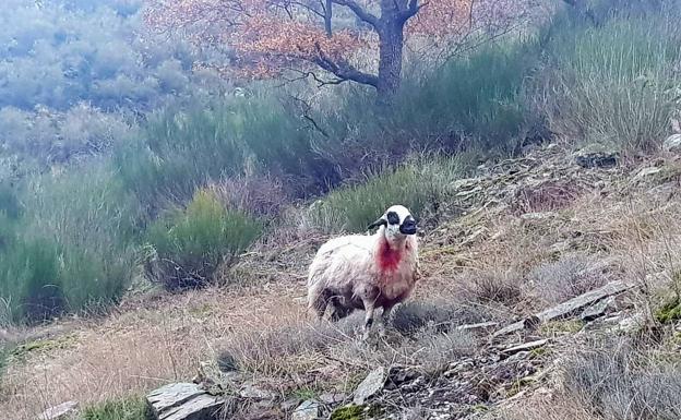 UPA Rioja denuncia otro ataque de lobo en Viniegra de Abajo, con siete ovejas muertas