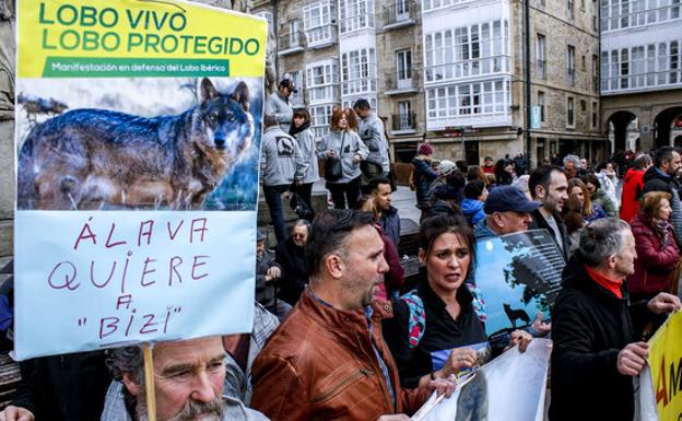 La caza del lobo estará prohibida en todo el país