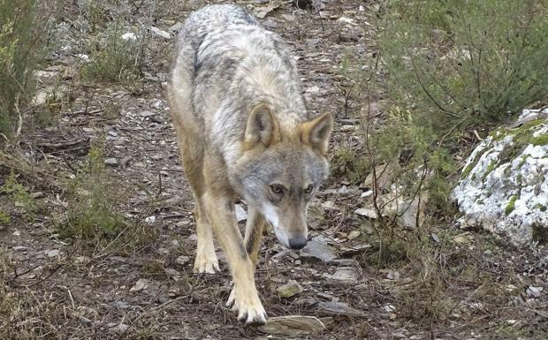 El Gobierno apuesta por la coexistencia del lobo y la ganadería extensiva