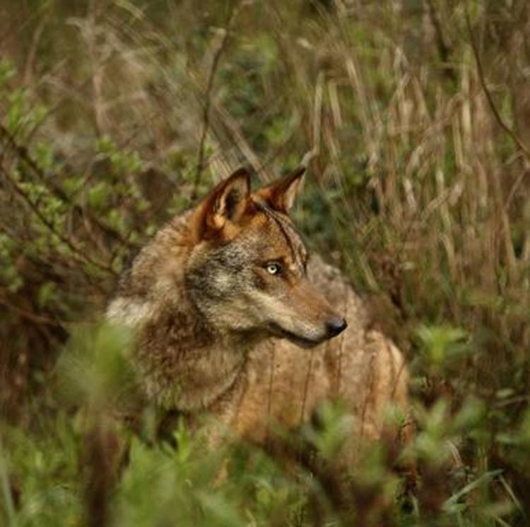 La transversalidad del lobo