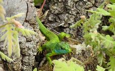 Fernando Evangelio atesora una colección de miles de imágenes de animales riojanos