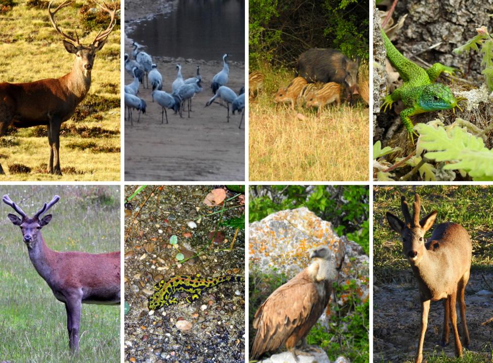 La fauna riojana en el objetivo