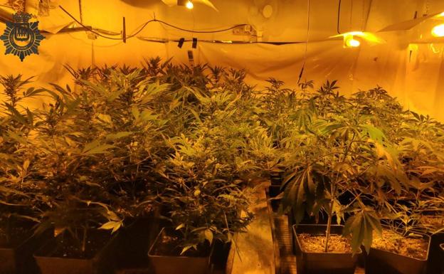 Dos detenidos y 161 plantas de marihuana incautadas en Logroño en tres operaciones antidroga