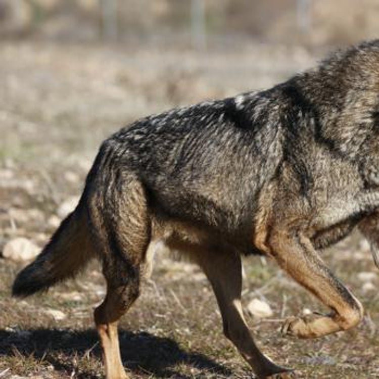 Delibes y otros 300 científicos, en contra de la caza del lobo