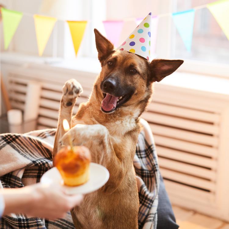 ¿Que un año de perro son siete años humanos? Bueno, eso depende