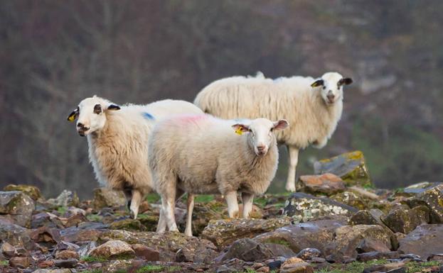 Reclaman medidas de apoyo para la coexistencia entre lobo y la ganadería