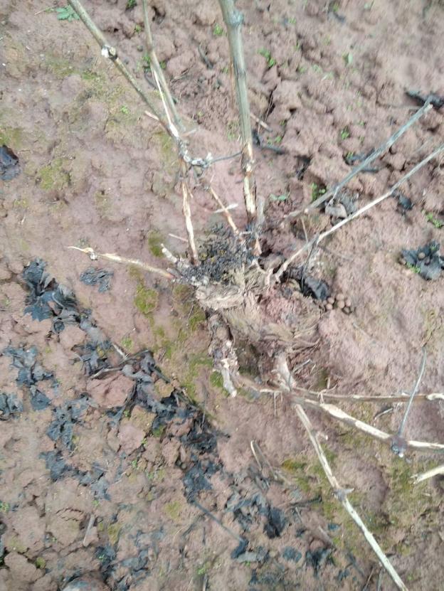 La Guindilla: un viñedo en Nájera destrozado por los conejos