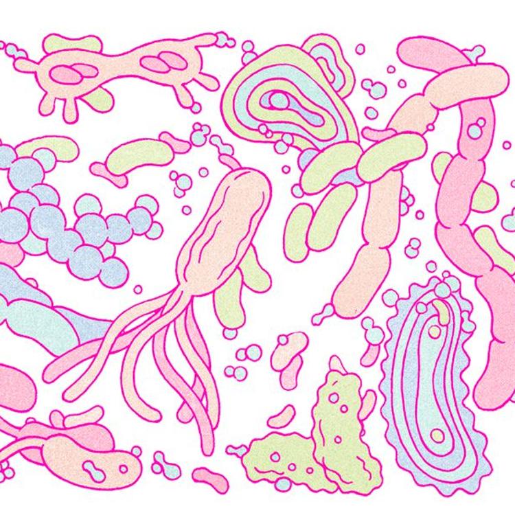 Microbiota: todo lo que las bacterias puedan hacer por la salud