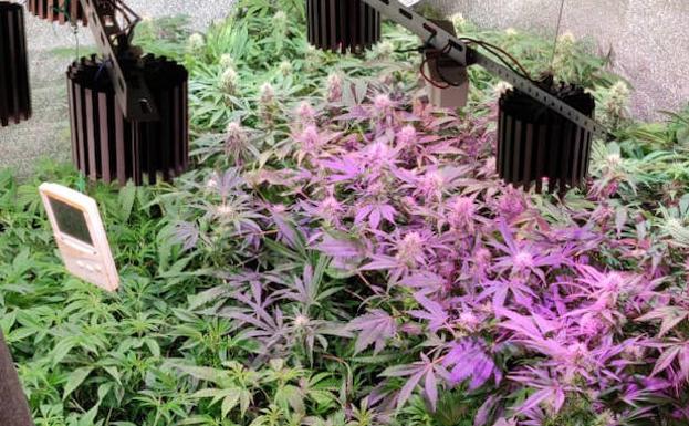 Detenido con 110 plantas de marihuana en su piso del centro de Logroño