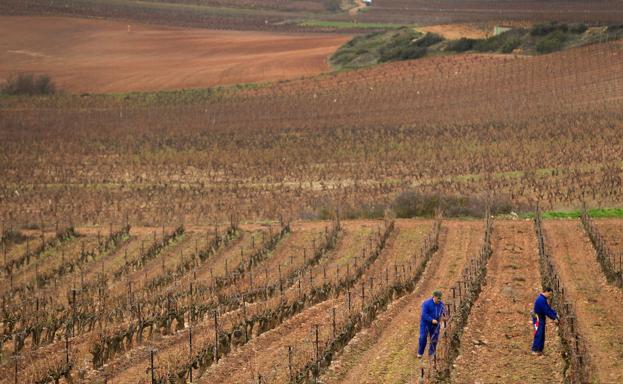 Rioja pierde el 10% de bodegas y el 16% de viticultores en la última década
