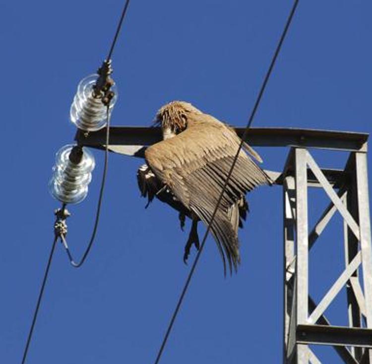 El Gobierno echa un cable a los pájaros