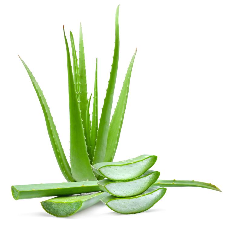 ¿Es bueno el aloe vera como alimento?