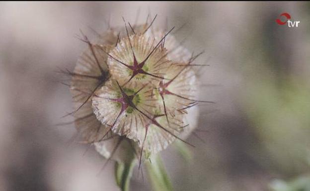 Una mirada matemática de la naturaleza