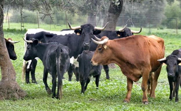 Una joven en estado grave tras ser embestida por un toro