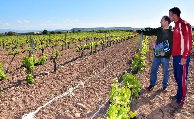 Asaja corrige a Planas y duda que la UE vaya a aportar más fondos al sector vitivinícola