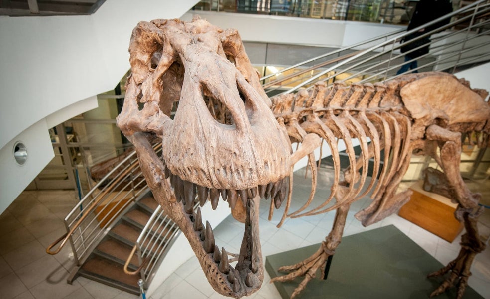 Unos 2.500 millones de 'Tyrannosaurus rex' habitaron la Tierra