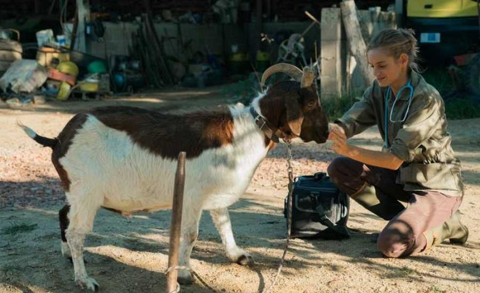 'Una veterinaria en la Borgoña': Una comedia rural sobre la búsqueda de la identidad