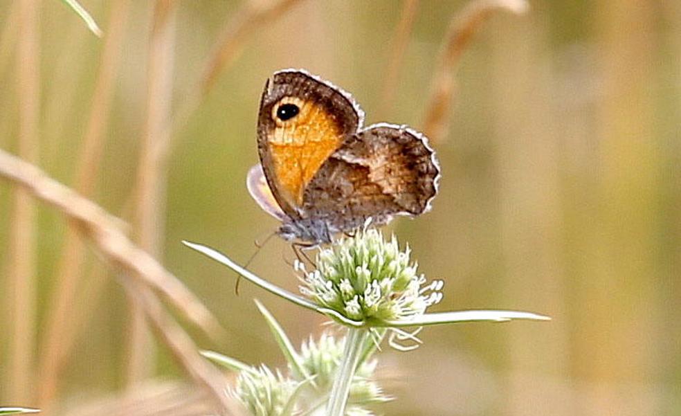 Dos 'oasis' alimentarán a las mariposas en los parques del Ebro y San Miguel