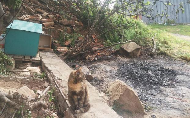 Incendio en una colonia de gatos en Villamediana