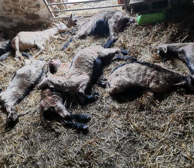 Un perro mata a 25 cabras del rebaño de Quesos Tondeluna