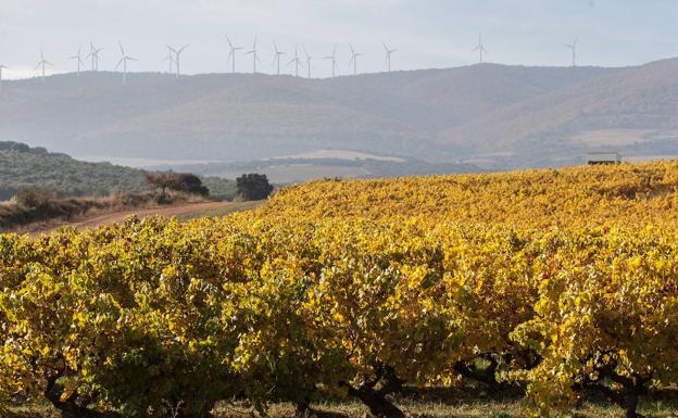 El Consejo Regulador se posiciona a favor de regular las renovables y de proteger el paisaje vitícola