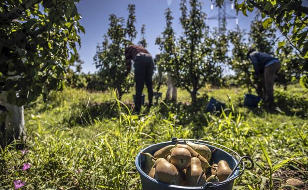 ARAG-ASAJA presentará alegaciones a la orden de rebaja de módulos agrarios