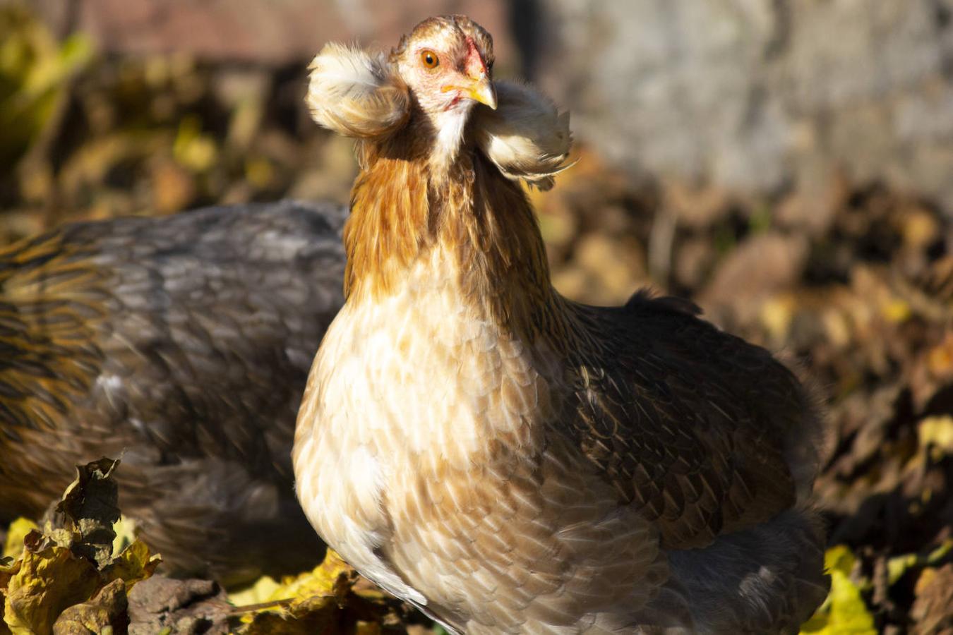 Gallinas y huevos para todos los gustos