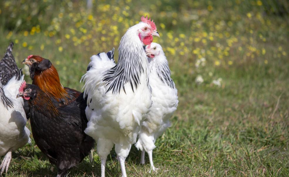 ¿Gallinas en el jardín? Sí, la avicultura de ocio está de moda