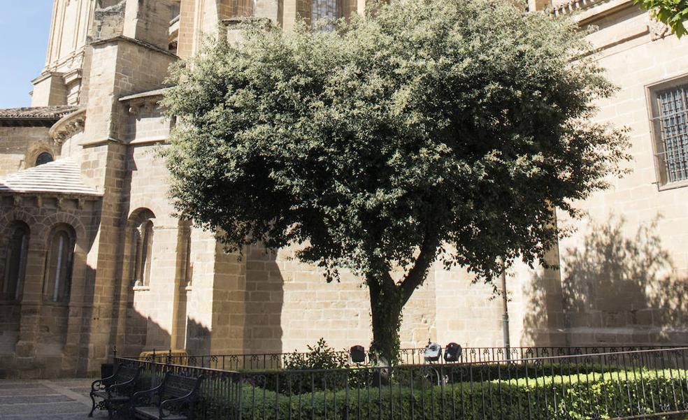 IU pide la declaración de la 'Encina de la ciudad' como 'Árbol singular de La Rioja'