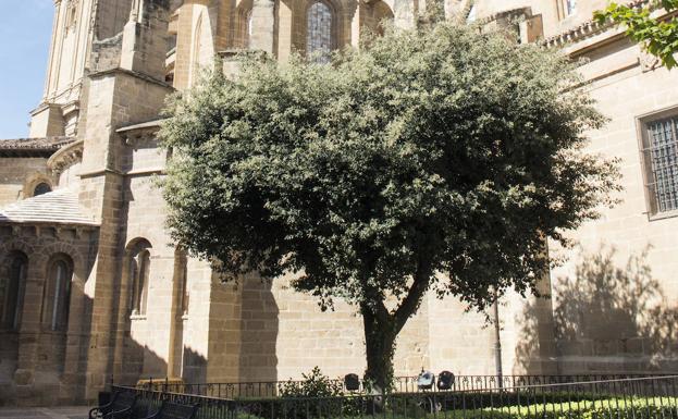 IU pide la declaración de la 'Encina de la ciudad' como 'Árbol singular de La Rioja'