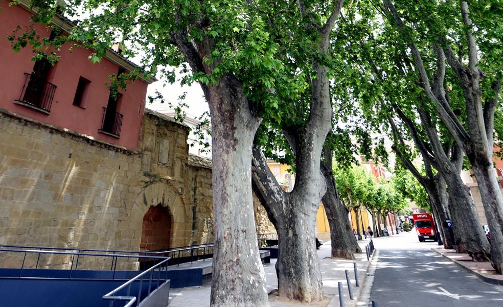 Paseo por el arbolado en un click