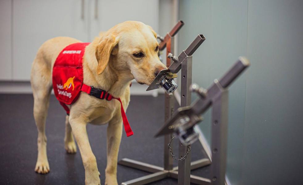 Los perros pueden detectar la covid con una precisión de hasta el 94%