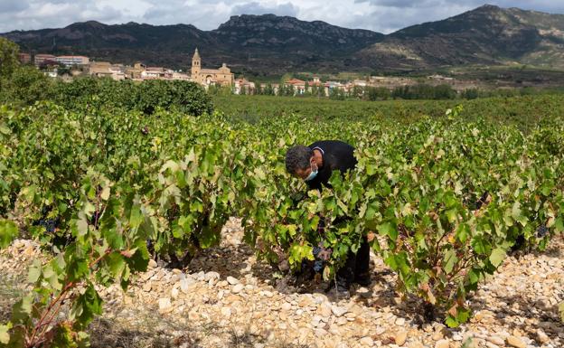 Bodegas Familiares dejará la mesa del Consejo si no cambia el sistema de representación