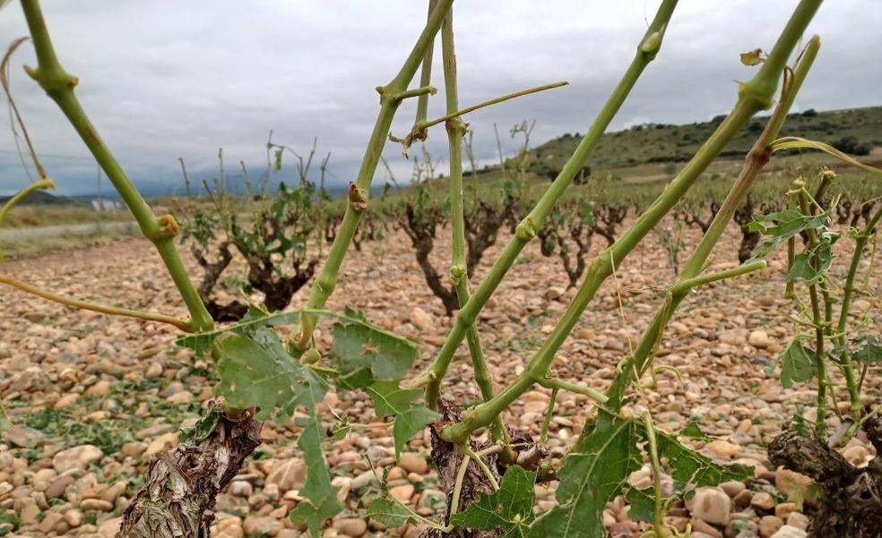 El pedrisco de la semana pasada deja daños por 2,8 millones en Rioja