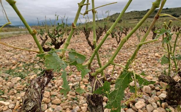 El pedrisco de la semana pasada deja daños por 2,8 millones en Rioja