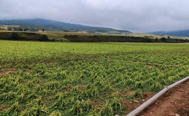 Agroseguro cuantifica daños ya en 2.140 hectáreas de cultivo, casi mil de viñedo