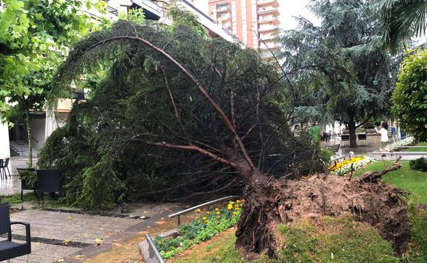 Susto en Calahorra: un árbol cae sobre una terraza del Mercadal