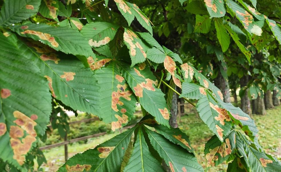 La 'Cameraria ohridella' vuelve a casa