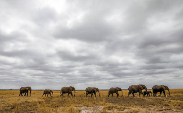 Kenia monitoriza a los elefantes y las especies en grave riesgo