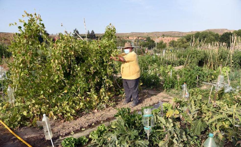 Cerca de 90 huertos de ocio en Logroño ya esperan nuevo concesionario