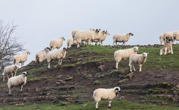 Los lobos matan a seis ovejas en Mansilla, según una denuncia de UPA