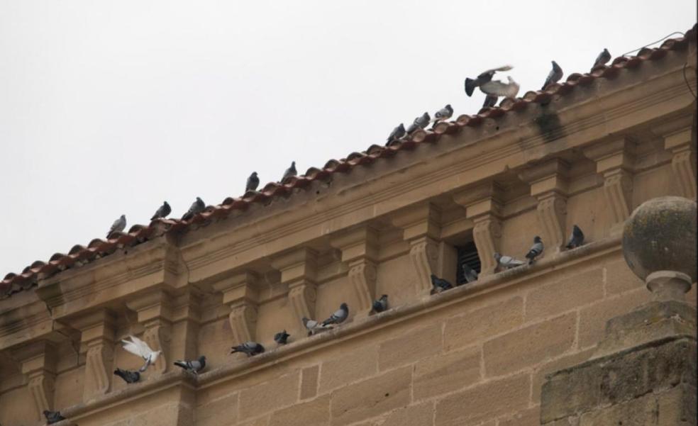 Santo Domingo ha capturado 1.256 palomas desde enero