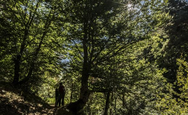 La nueva estrategia forestal de la UE pretende garantizar la multifuncionalidad de los bosques