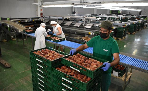 Mejoran los precios y la producción de fruta de hueso en La Rioja Baja