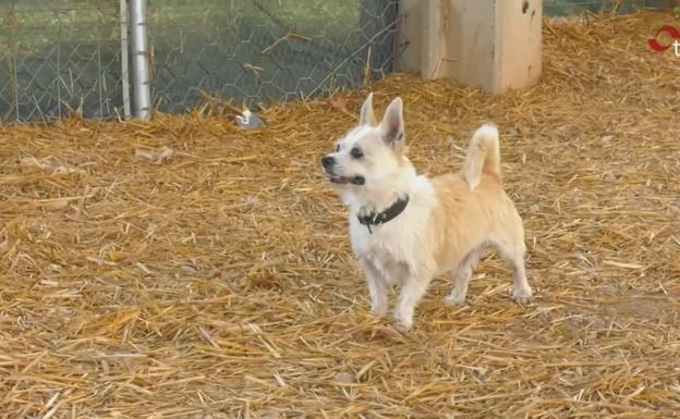 Adóptame: Leo busca un hogar