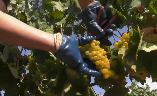 Aldeanueva espera «una grandísima cosecha»