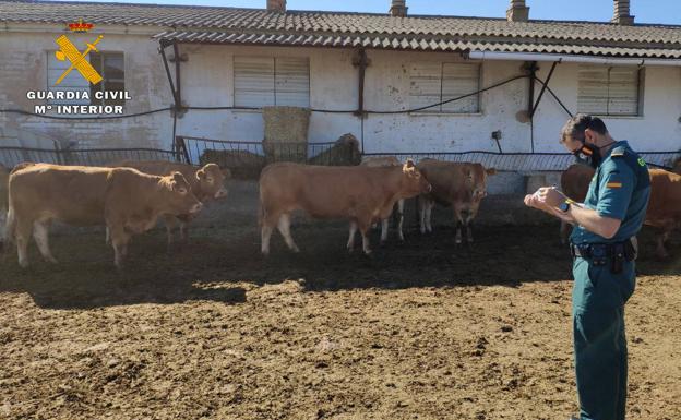 Un cuatrero en el Camero Nuevo